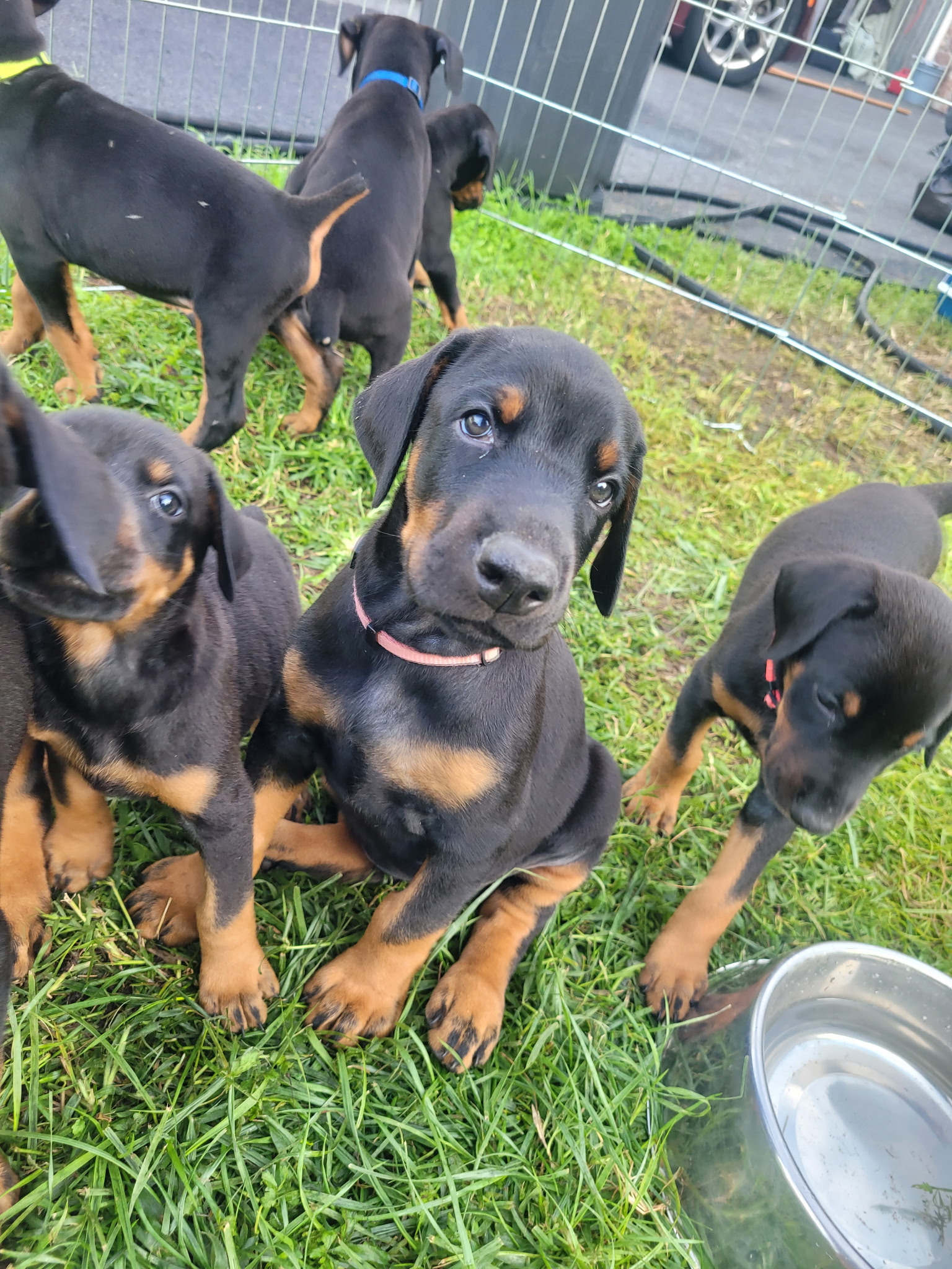 Doberman puppy with pink collar at Studio 435 for the Puppy Yoga event