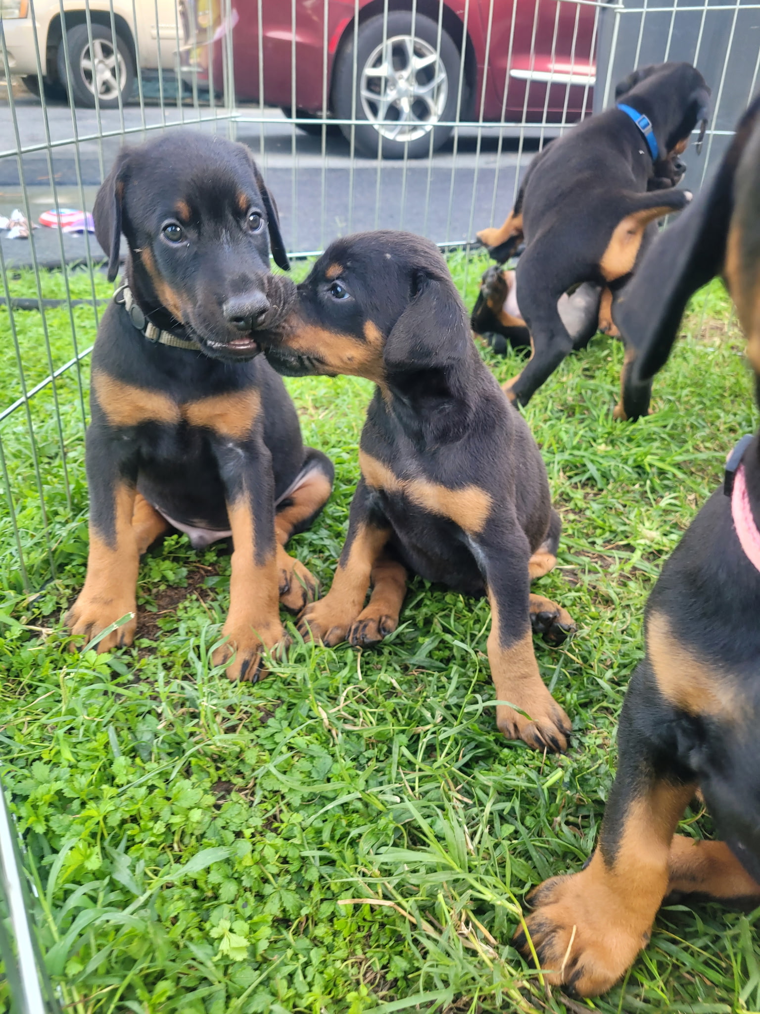 Two Doberman puppies nose to nose at Studio 435 for the Puppy Yoga event