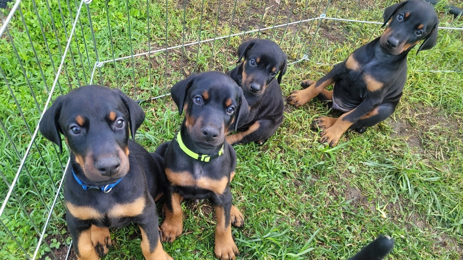 Litter of Doberman puppies at Studio 435 for the Puppy Yoga event