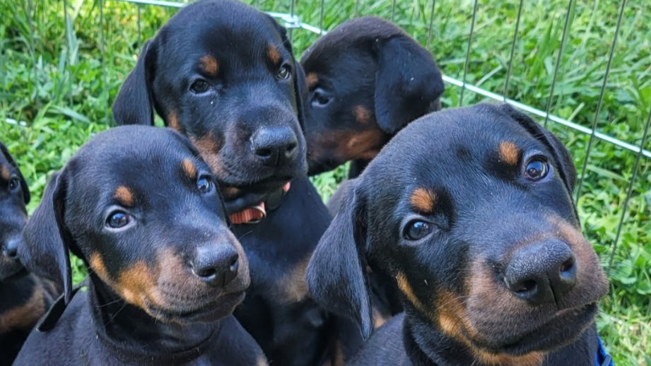Close-up of Doberman puppies at Studio 435 for the Puppy Yoga event